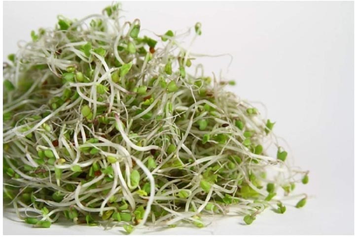 broccoli sprouts seeds organic