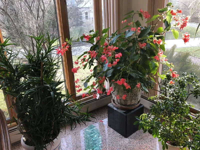 Best Indoor Winter Garden