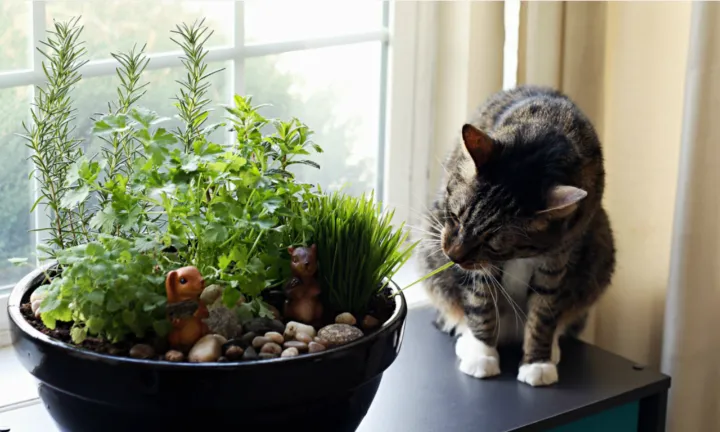 cat indoor garden