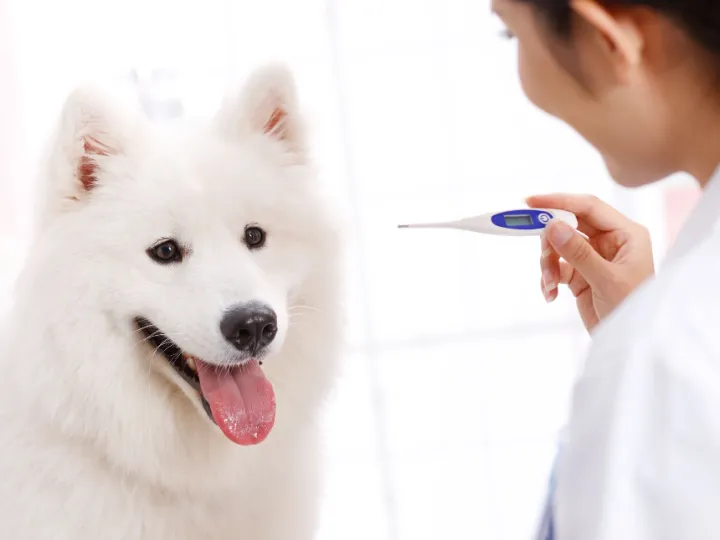 can you use a forehead thermometer on a dog