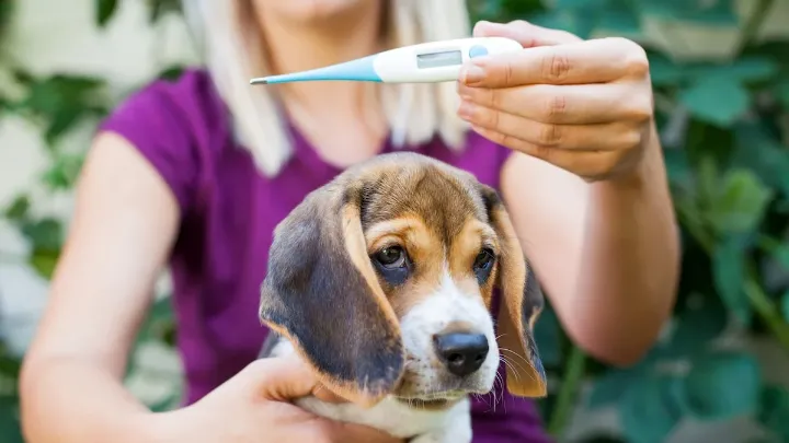 can you use a forehead thermometer on a dog