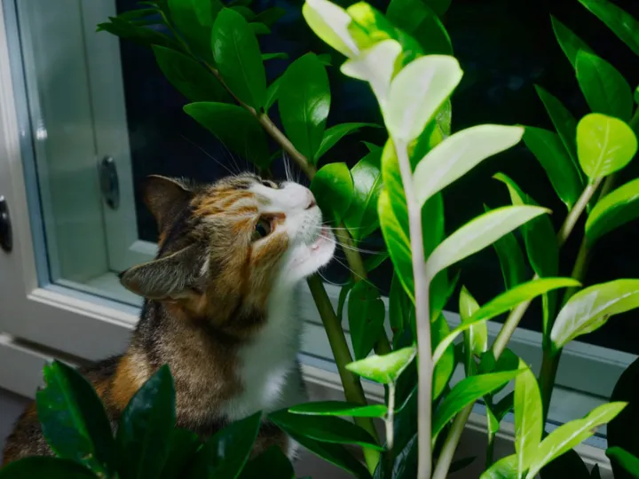 cat indoor garden