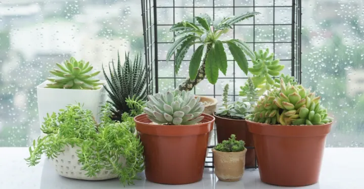 succulent garden indoor